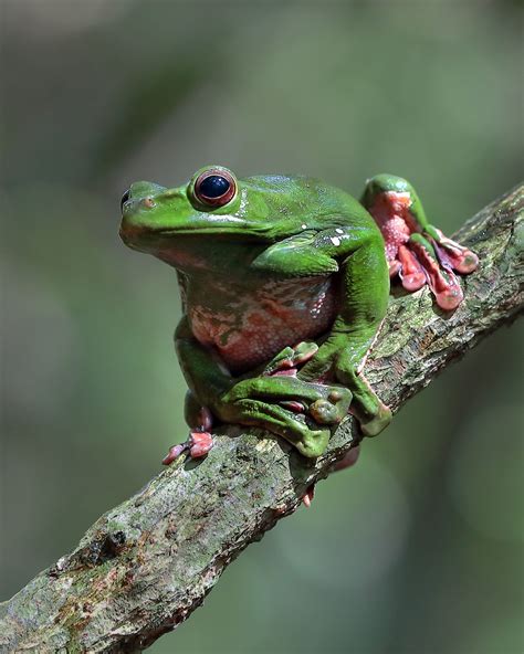 From Polliwogs to Frogs: The Fascinating Life Cycle of Target Frogs
